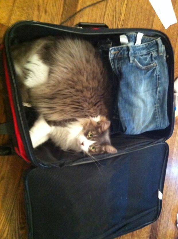 if i fits i sits luggage