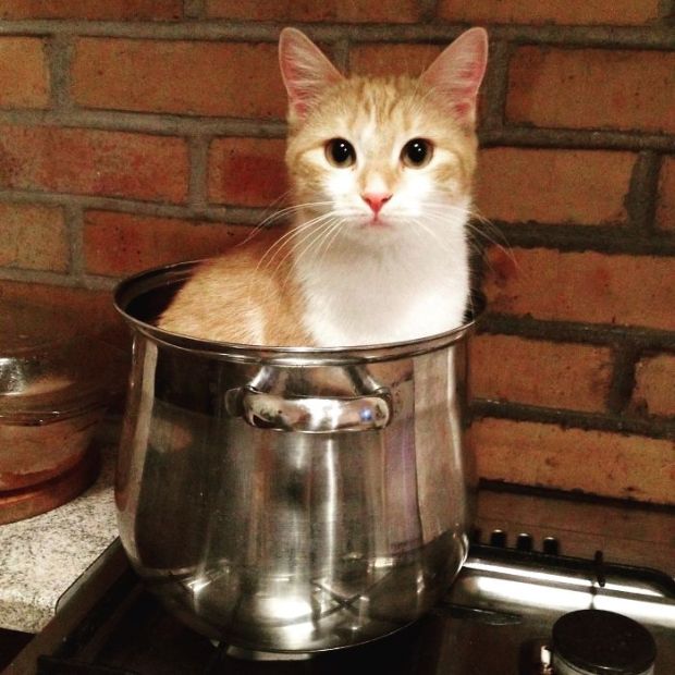 ginger cat in a cooking pot