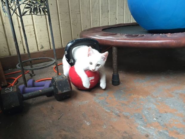 cat playing with a kettle ball