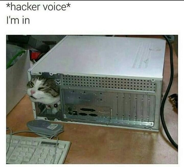 hacker voice i m in cat - hacker voice I'm in