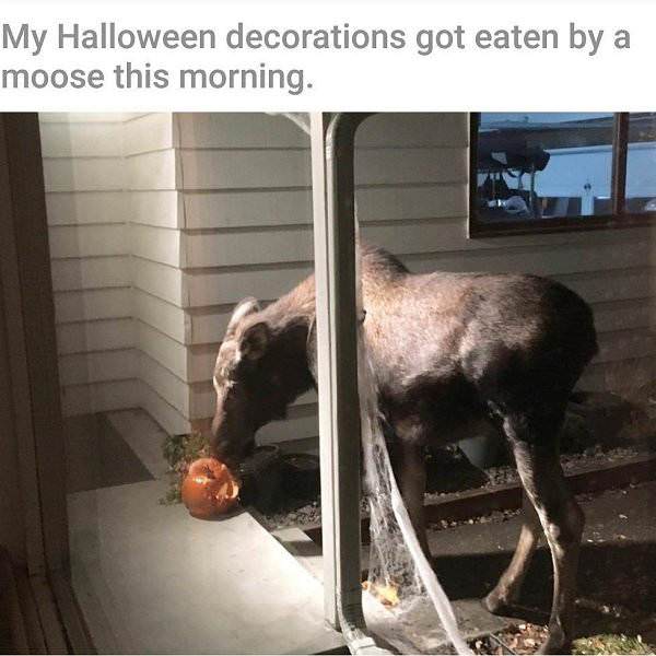 canada photo caption - My Halloween decorations got eaten by a moose this morning.