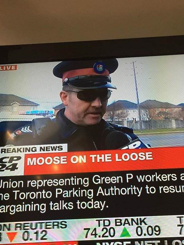 canada race - Live Lui Reaking News Sp Moose On The Loose nion representing Green P workers a e Toronto Parking Authority to resur argaining talks today. N Reuterstd Bank 0.12 74.20 A 0.09