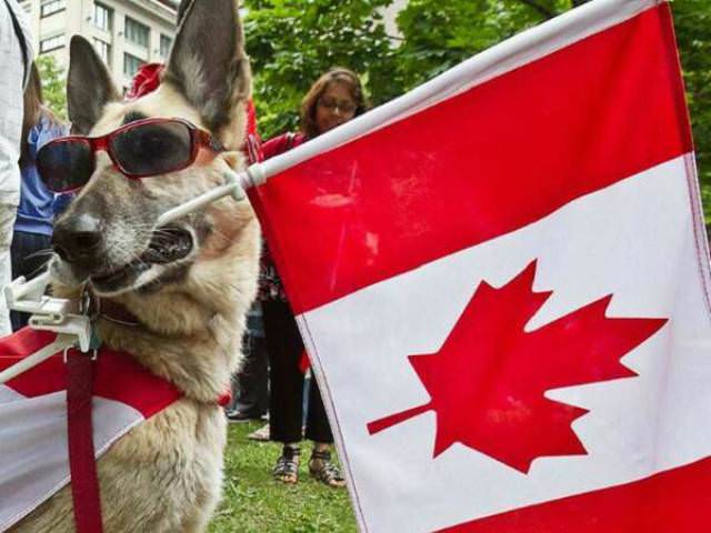 canada canada dog