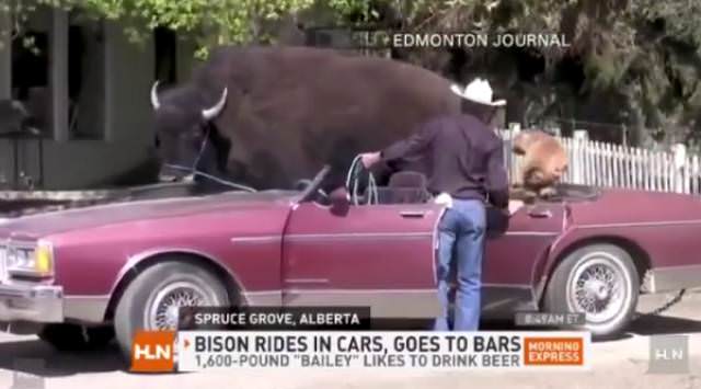 canada tree - Edmonton Journal Egian Et Spruce Grove, Alberta Mine Bison Rides In Cars, Goes To Bars Mornino 1,600Pound "Bailey" To Drink Beer Express