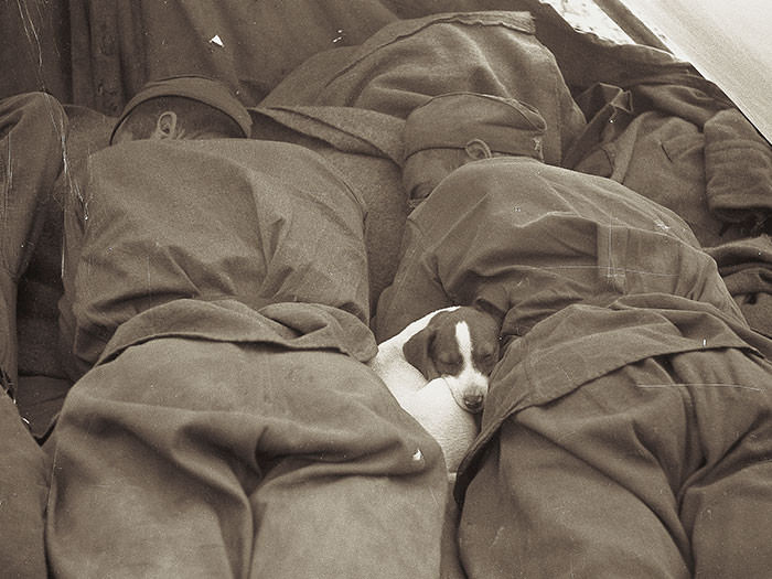 Soldiers in Poland rest with their best friend, 1945.