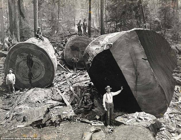 Lumberjacks pose with felled California Redwood trees.