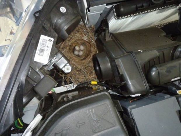 19 Surprising Things You Can Find Under Your Hood In The Winter