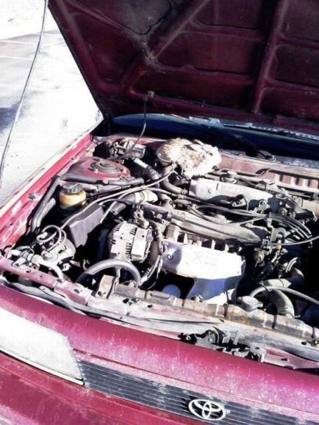 19 Surprising Things You Can Find Under Your Hood In The Winter