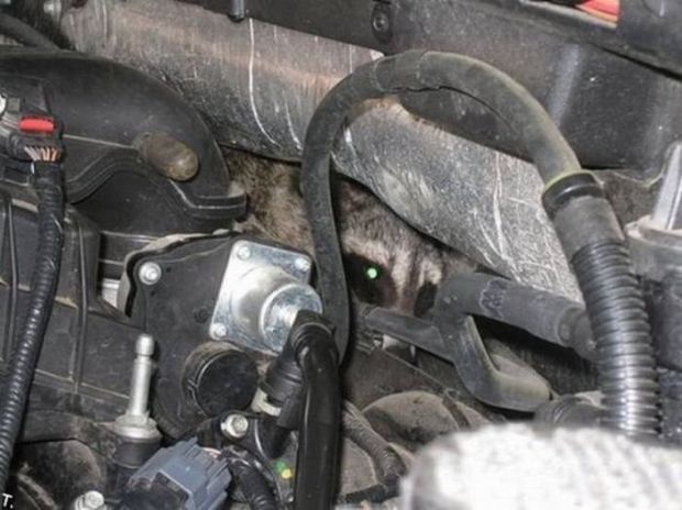 19 Surprising Things You Can Find Under Your Hood In The Winter