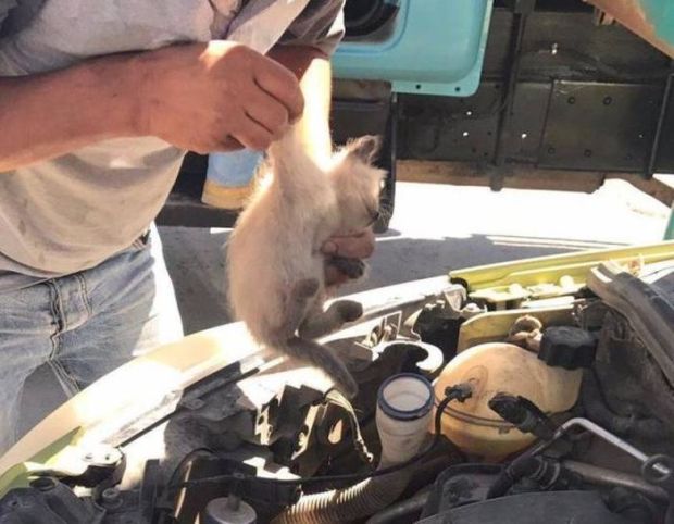 19 Surprising Things You Can Find Under Your Hood In The Winter