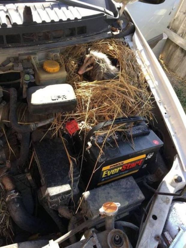 19 Surprising Things You Can Find Under Your Hood In The Winter