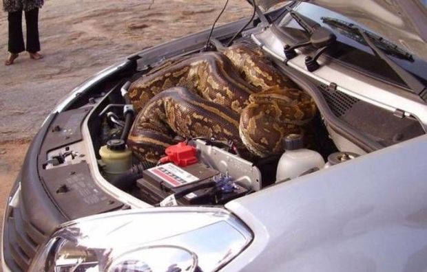 19 Surprising Things You Can Find Under Your Hood In The Winter