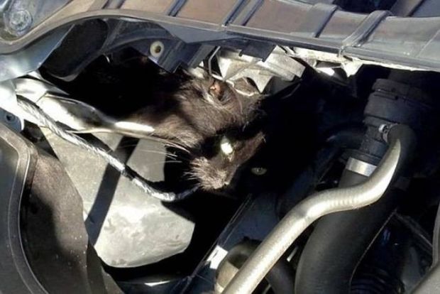 19 Surprising Things You Can Find Under Your Hood In The Winter