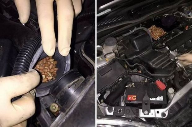 19 Surprising Things You Can Find Under Your Hood In The Winter