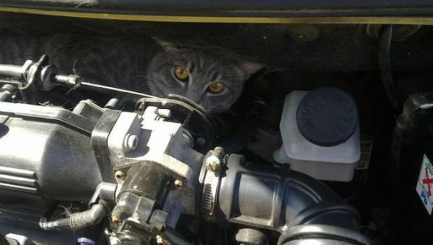 19 Surprising Things You Can Find Under Your Hood In The Winter