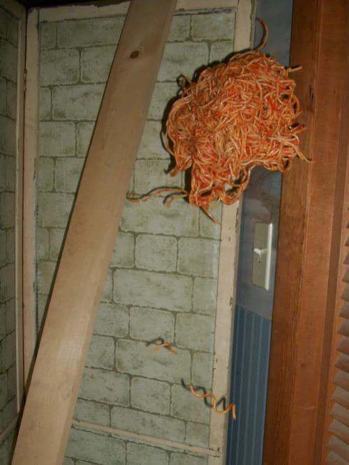 flying spaghetti cursed