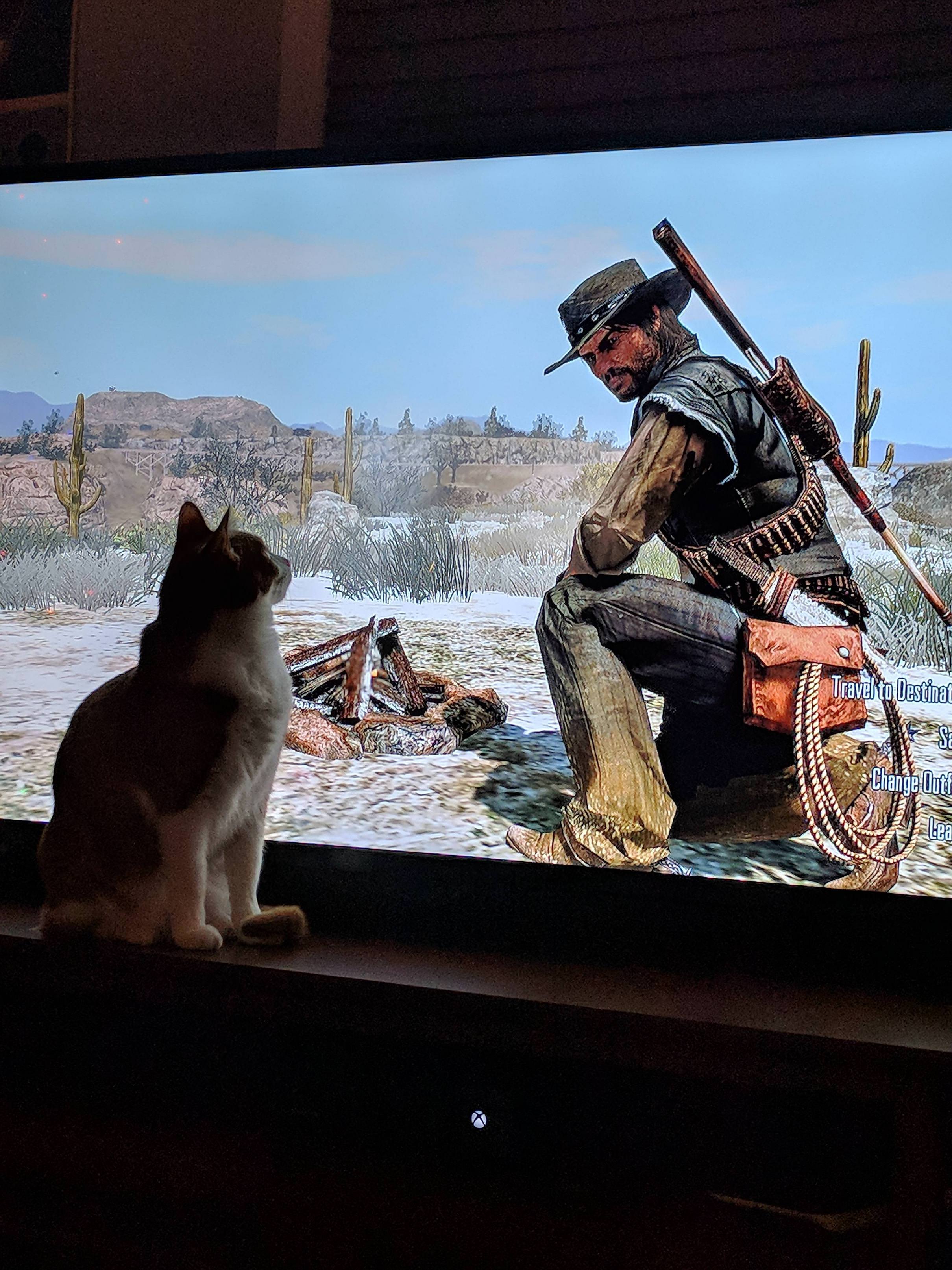 red dead redemption 2 cat