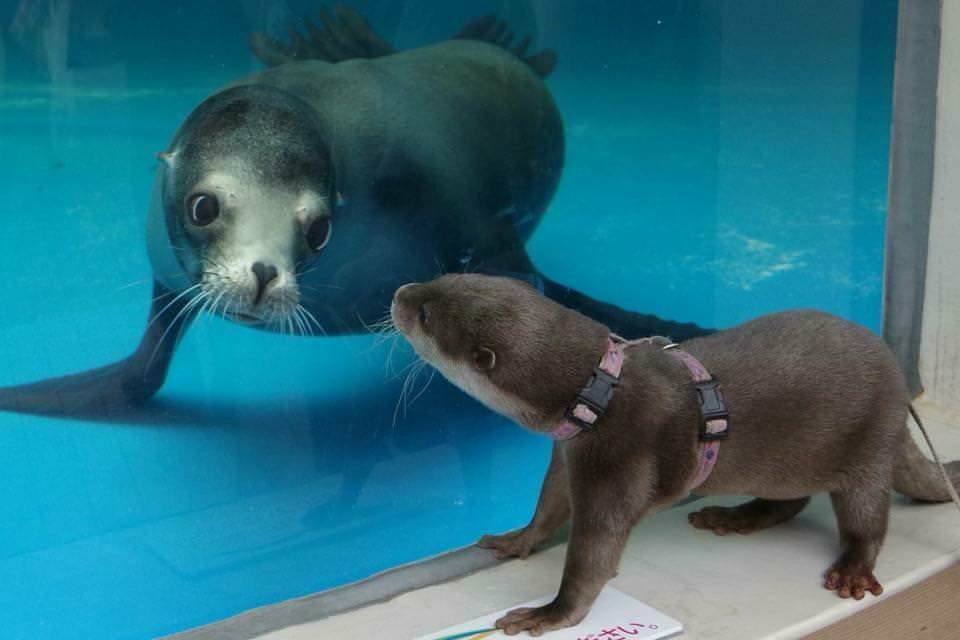 water doggo