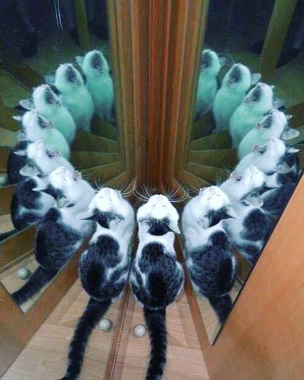 ritual is complete cat
