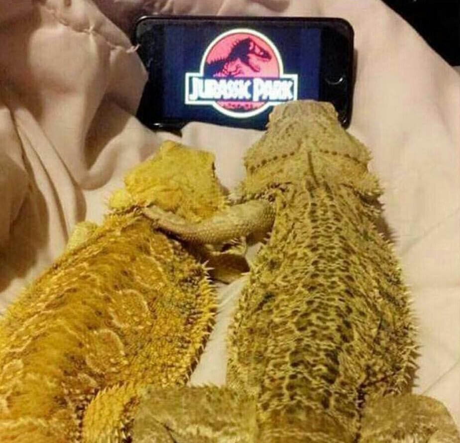 bearded dragon jurassic park