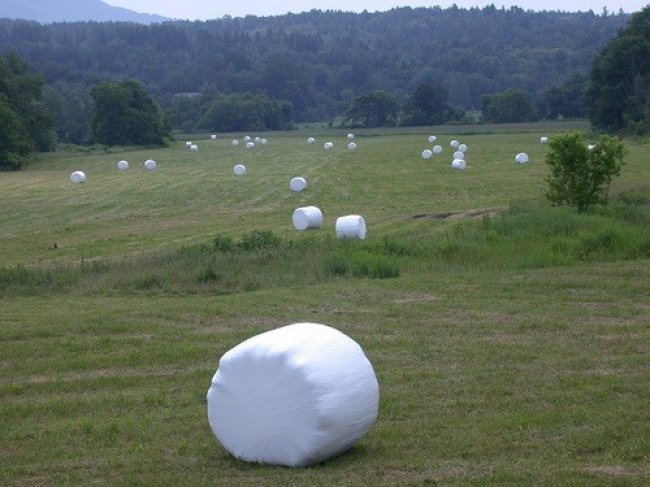 "I convinced my nephews that this is a marshmallow farm."