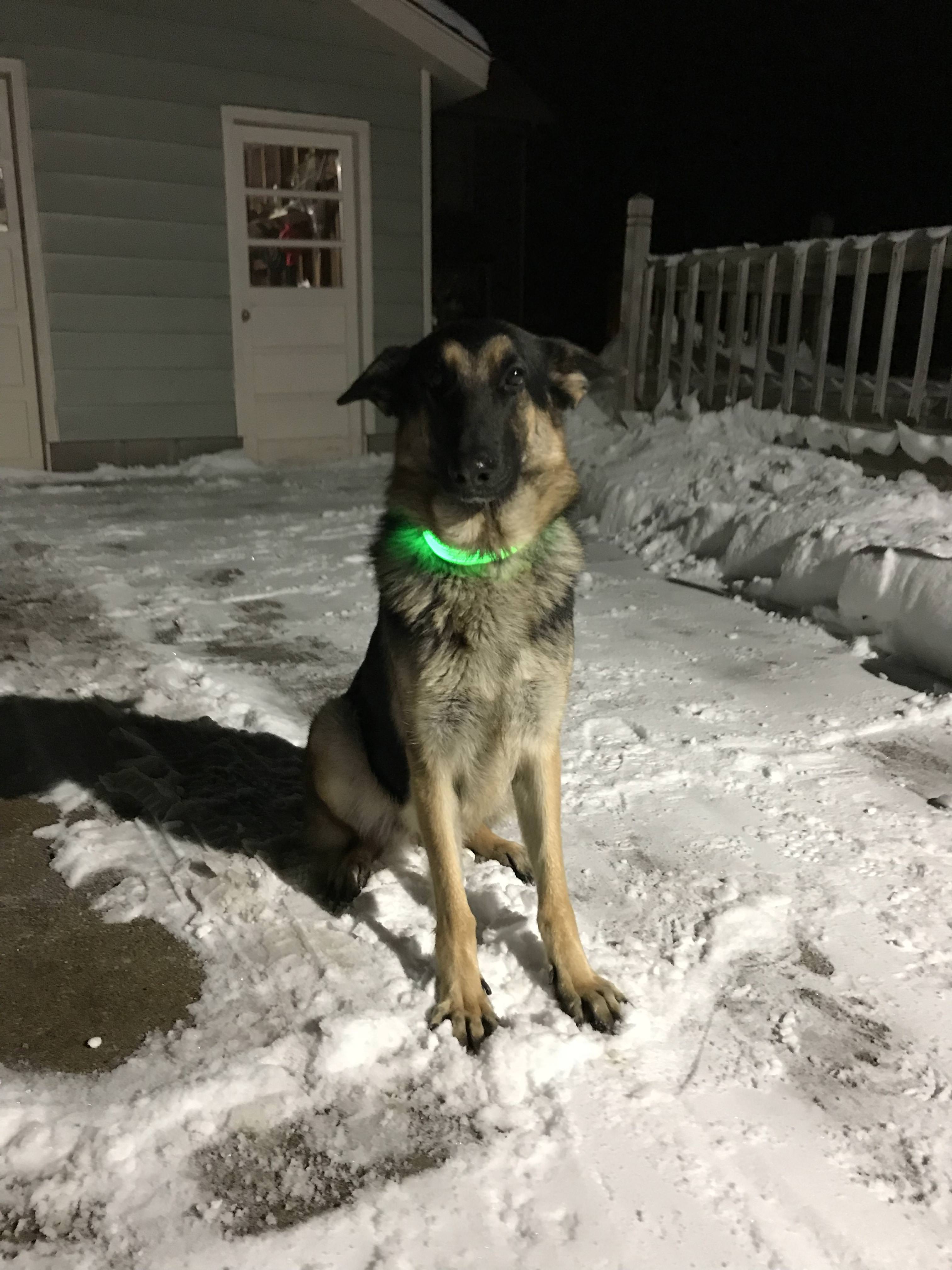 A guy posted this "secret_santa nailed it. She loves her collar and it makes our nightly walks so much cooler!"