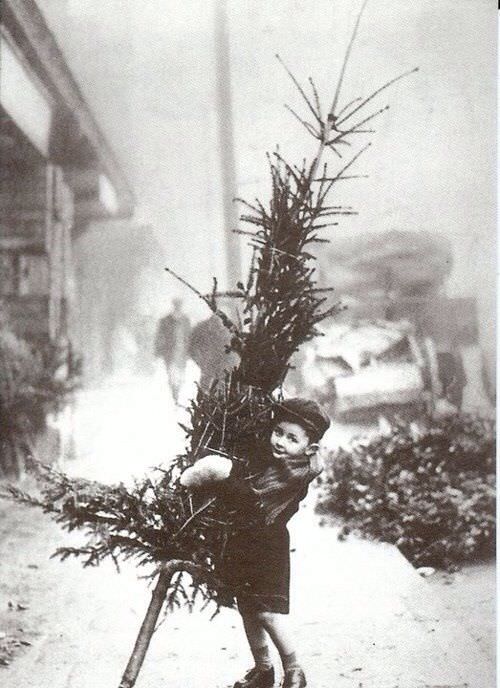 A boy trying to carry his family's Christmas tree in the 1920s.
