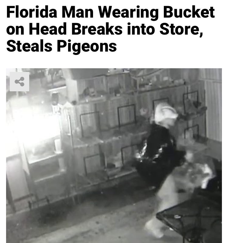 monochrome photography - Florida Man Wearing Bucket on Head Breaks into Store, Steals Pigeons