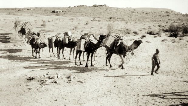 A man leads a group of camels carrying supplies from one town to another in Australia in 1860. Camels are commonly associated with Northern Africa and the desert, but many were brought to Australia before the railroad was built to traverse the Outback far more easily. In fact, Camels were in common use for transportation in Australia right up through the 1950s, with many still in the country to this day.