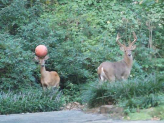 deer with basketball in antlers