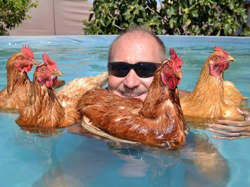 chicken swimming