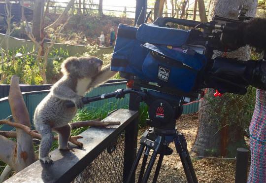 koala cameraman