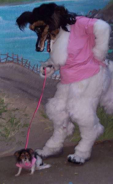 cursed pitbull