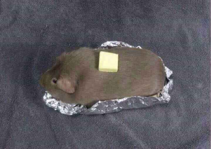 guinea pig potato