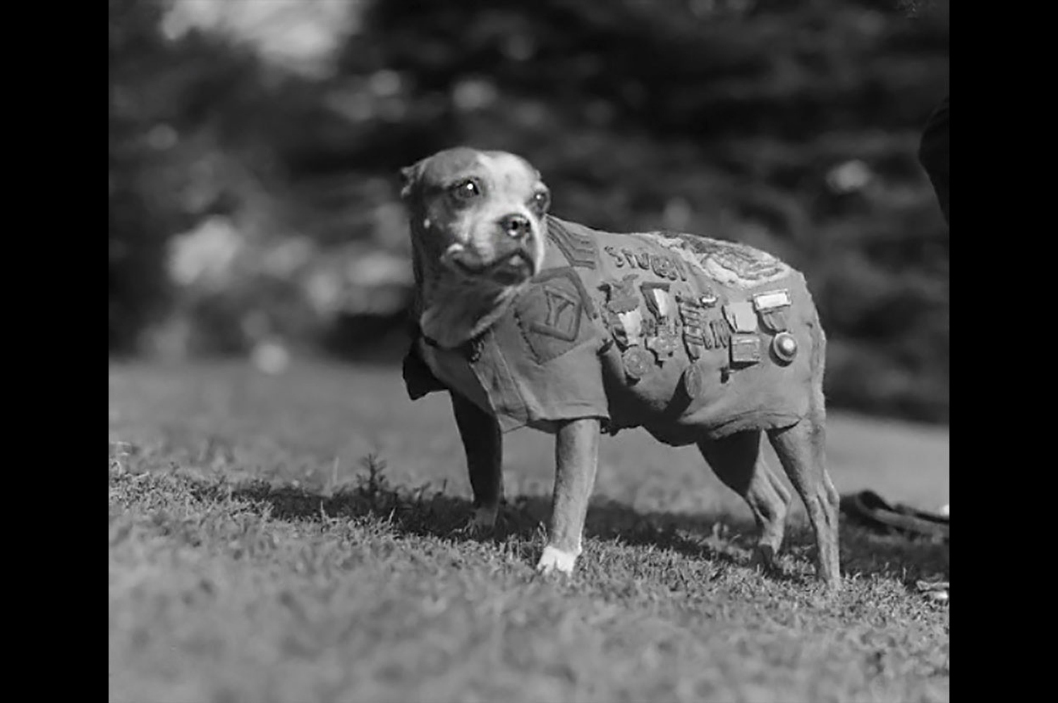 Sergeant Stubby, a Boston Bull Terrier who became the most decorated dog of the first World War