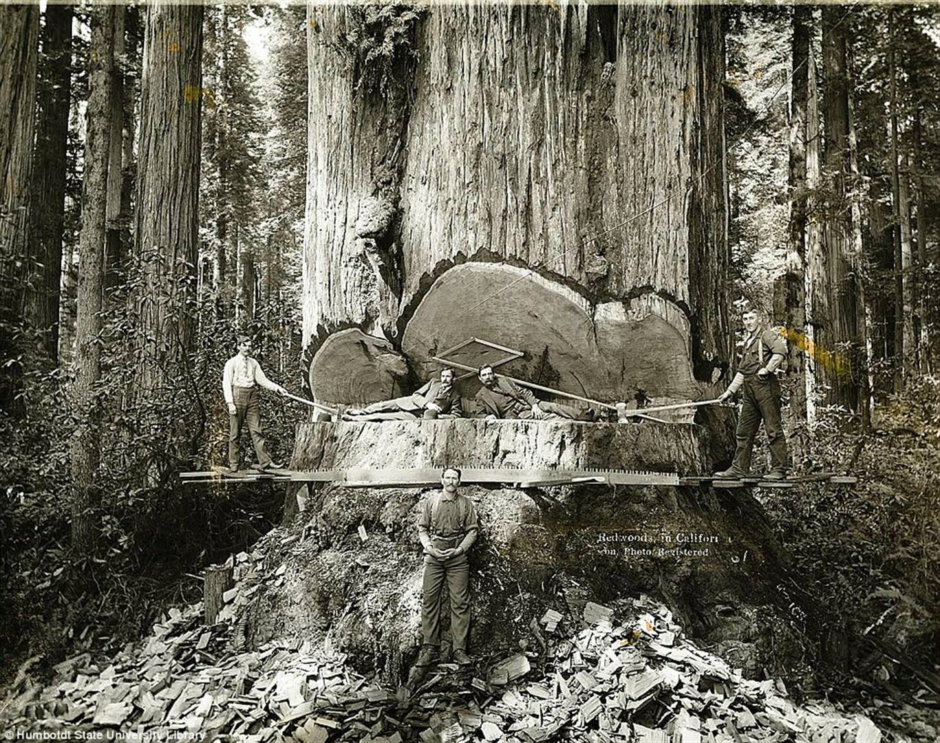 Lumberjacks with California Redwood trees, 1915