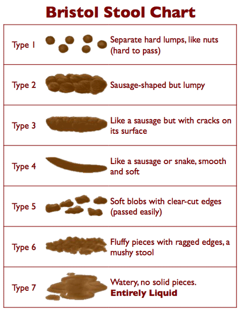 "Starting Jan. 1st, 2017, I kept a log of all my poops using the PoopLog-app. I kept track of poop type (using the Bristol Stool Chart, see pic), poop volume (scale 1-5), time of day, GPS-location, sense of urgency (scale 1-4) and pain level (scale 1-8)."