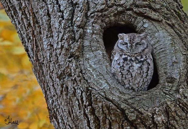 18 Animals Who Think They Are Masters At Hiding