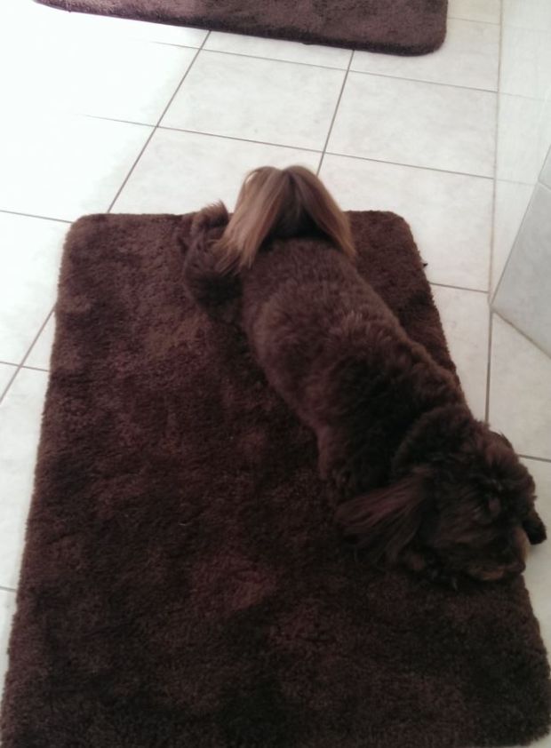 18 Animals Who Think They Are Masters At Hiding