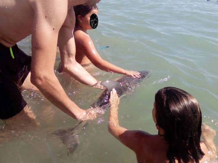 Tourists on a beach in southern Spain were responsible for the death of a baby dolphin this past August, after many were seen taking photos with the animal and taking it out of the water.

Marine rescue crews arrived on the scene about 15 minutes after it was first spotted, although it was too late to save the dolphin.

Tourists were seen blocking the dolphin's blowhole in photos, which could have contributed to its death. Equinac, an animal rescue organization, posted on Facebook about the incident, saying that crowding around animals causes shock and respiratory failure.