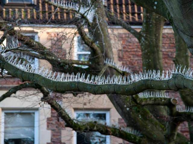 wtf anti bird spikes on trees