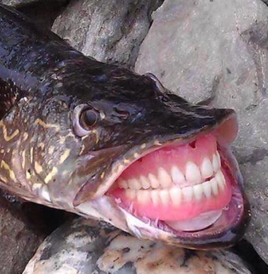 wtf fish with human teeth