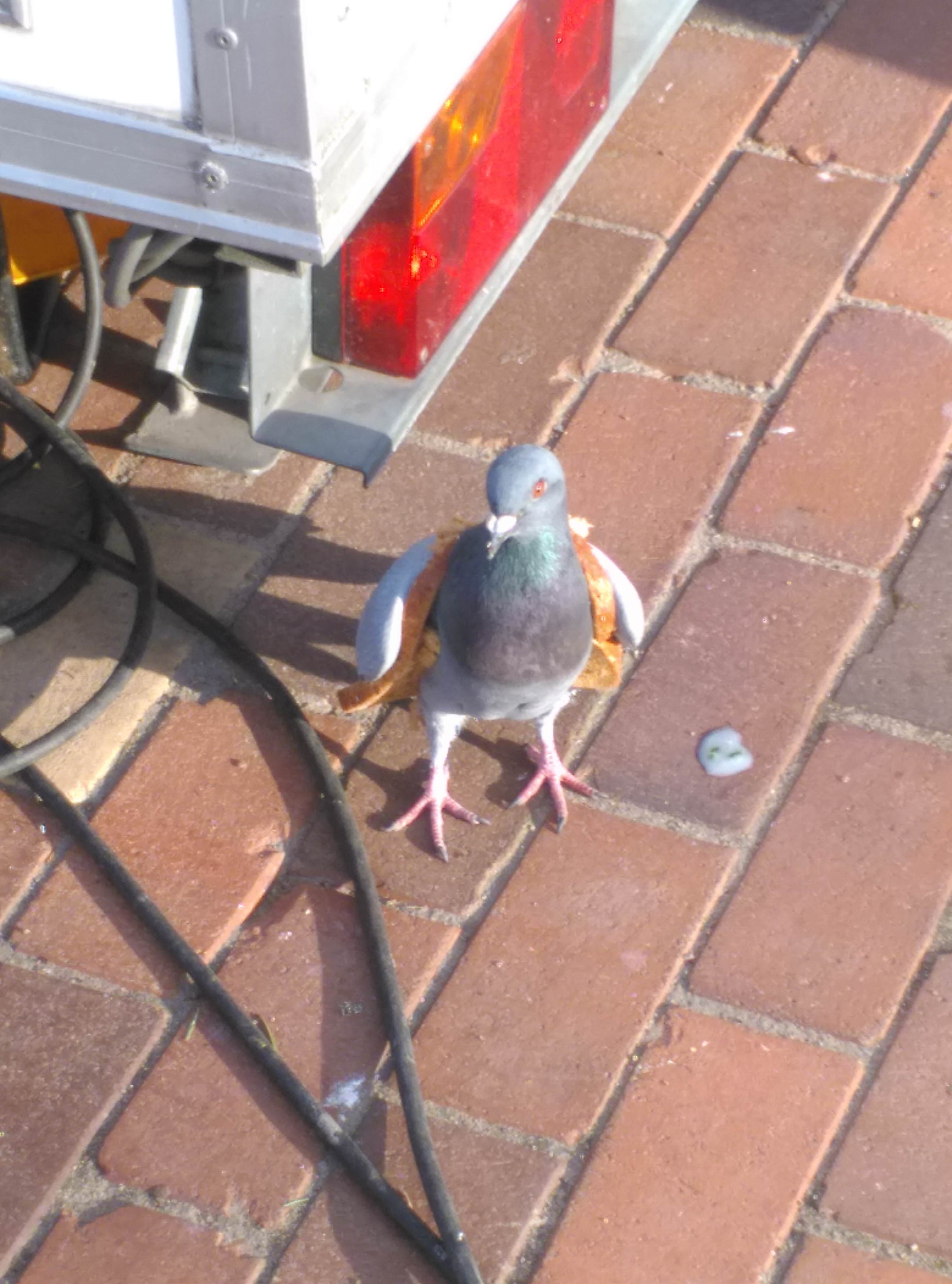 wtf pigeon wearing a jacket