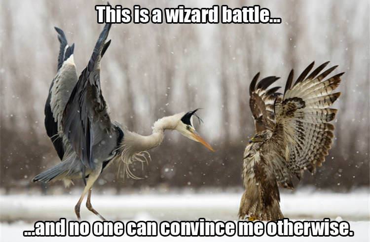 wizard battle birds - This is a wizard battle. mand no one can convince me otherwise.