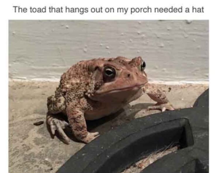 This Dude Found A Toad And Put A Hat On That Toad