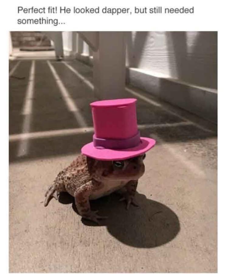 This Dude Found A Toad And Put A Hat On That Toad