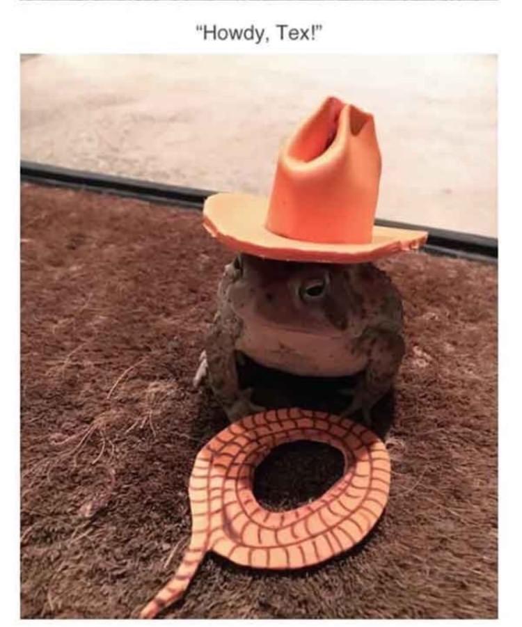 This Dude Found A Toad And Put A Hat On That Toad