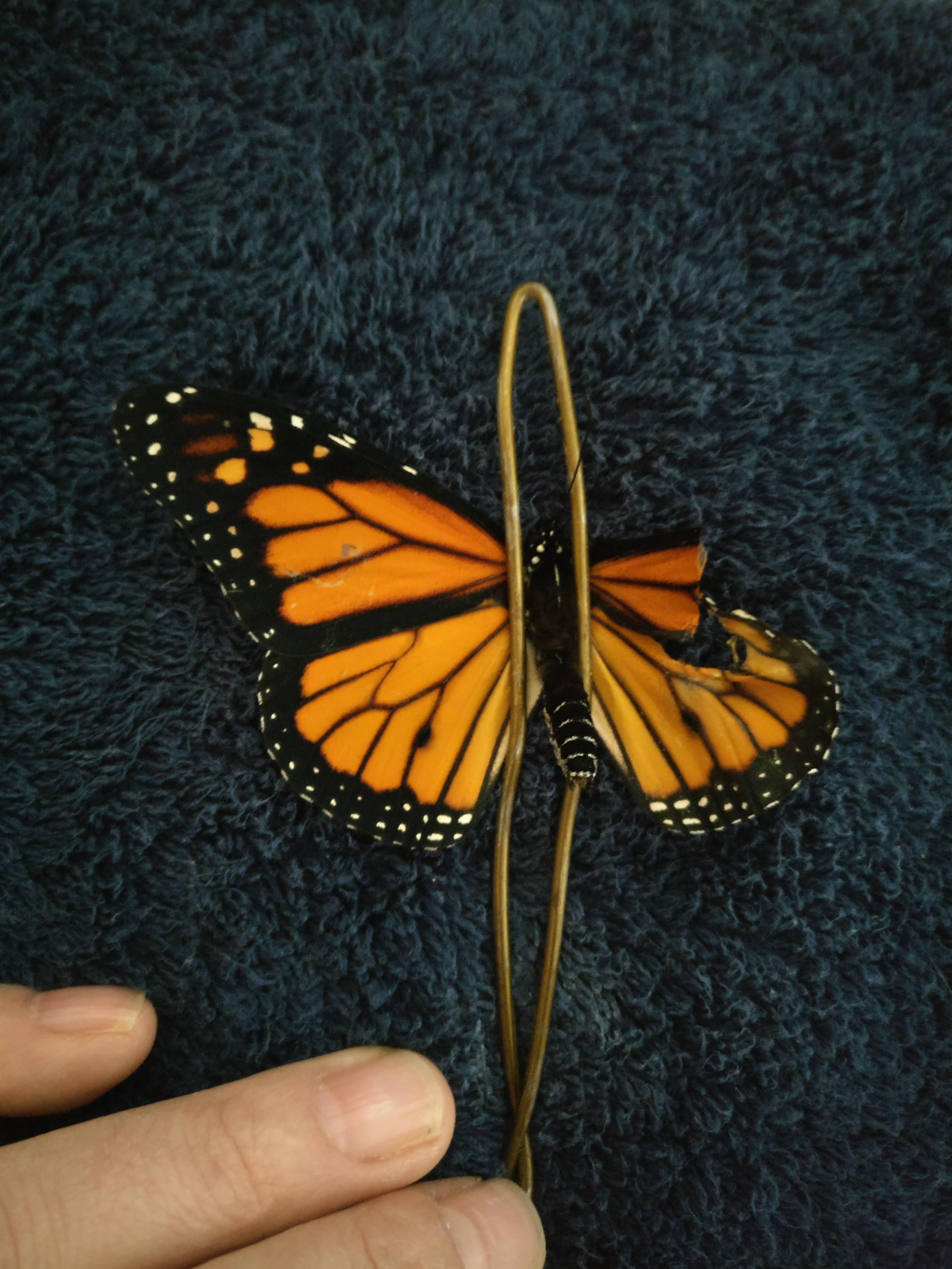 "Securing the butterfly and cutting the damaged parts away."