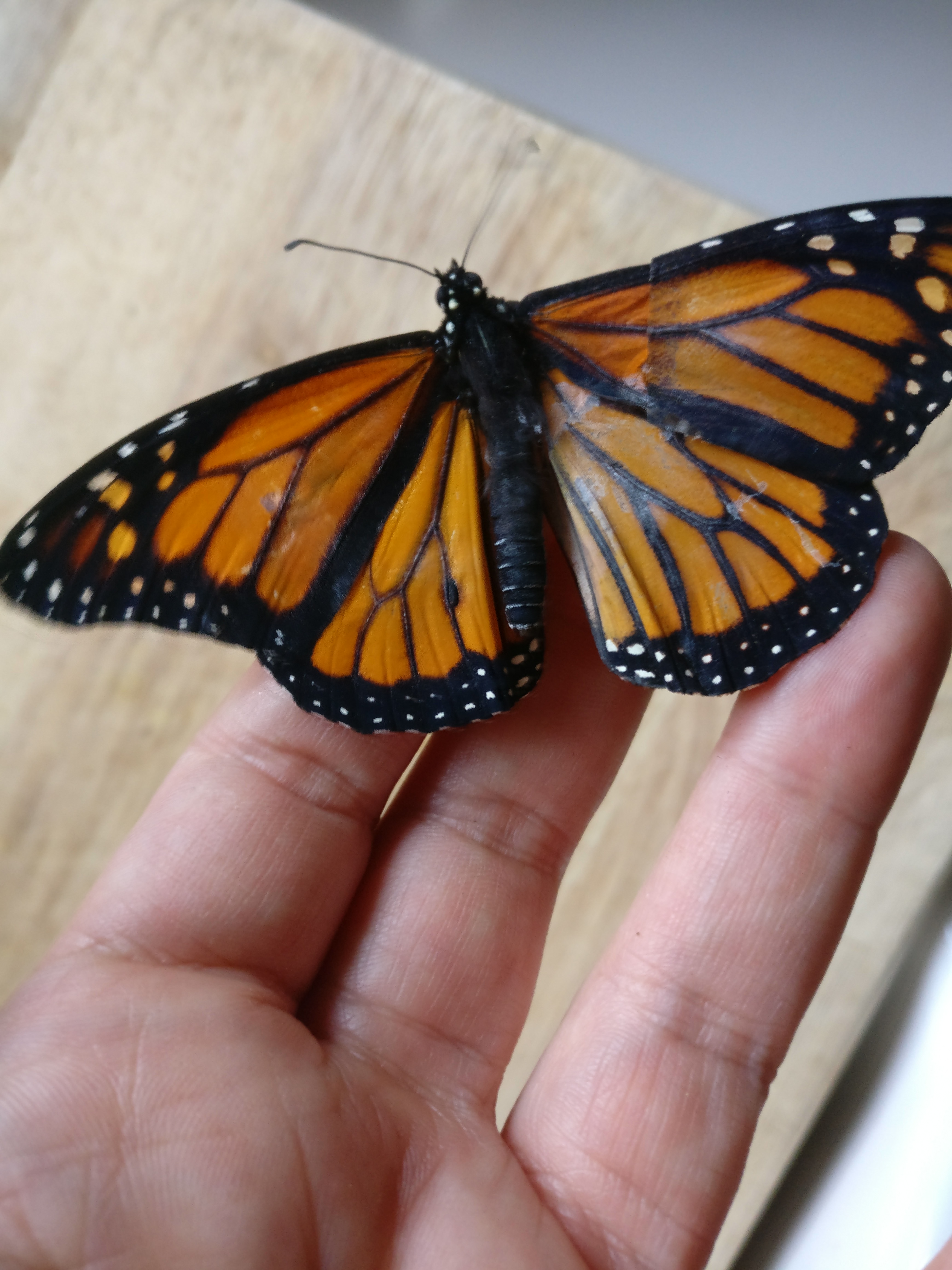 "Ta-da! With a little patience, and a steady hand, I fit the new wings to my little guy. If you notice, the black lines do not match completely and it is missing the black dot ( male marking) on the lower right wing, but with luck, he will fly! ( The white powder on his right wing is the talc used to neutralize any stray glue and prevent his wings from sticking together.)"