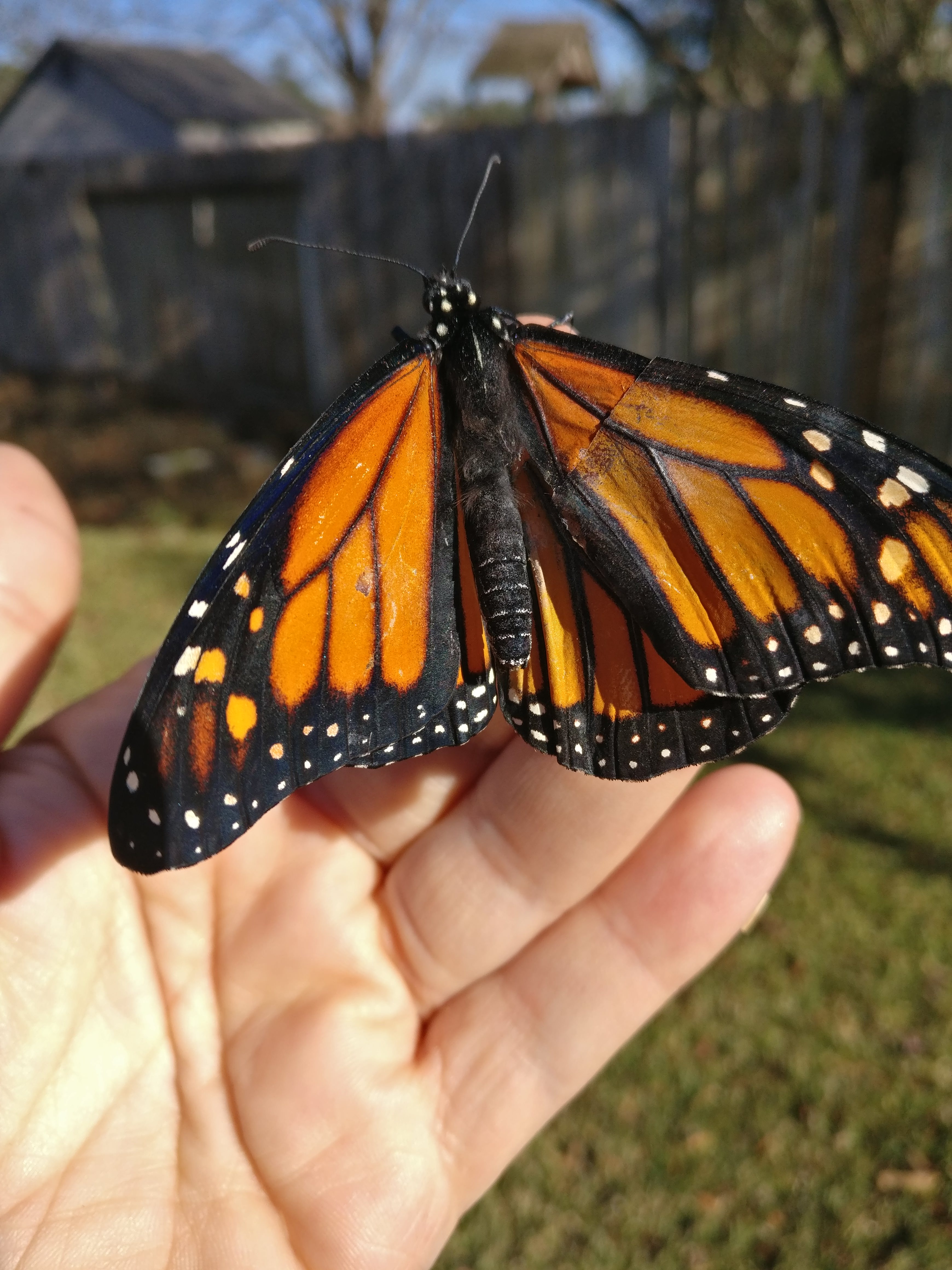 "FLIGHT DAY! After a day of rest and filling his belly with homemade necter, it is time to see if he will fly..."